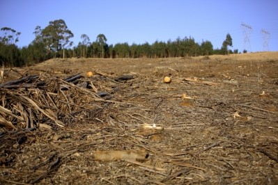 世界森林基金會主席:減貧是遏製西非森林砍伐的關鍵。©iStock / M_D_A