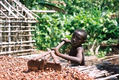 研究顯示，西非估計有28.4萬名兒童在可可農場工作。圖片來源:ILRF