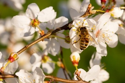 ofi正力爭在其100%的杏樹園中獲得蜜蜂友好認證。圖片:一些/ maexico