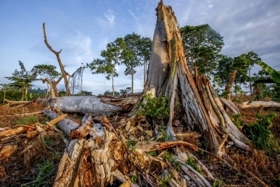 《強力地球》報告稱，可可種植是西非森林破壞的一大驅動力。巧克力玩家會作何反應?照片:強大的地球