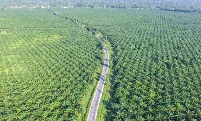 全球約20%的棕櫚油獲得了可持續棕櫚油圓桌會議(RSPO)的認證，該組織成立於2005年。圖片來源:Getty Images/adiartana