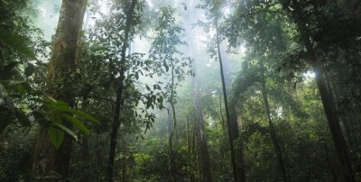 雨林聯盟已經開始測試與生產成本和樹蔭覆蓋有關的其他可持續性指標。圖片:雨林聯盟