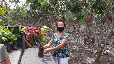 可可地平線農民Nélida Morán Reyes接受新的可可幼苗，開始良好農業規範培訓。圖片:百樂嘉利寶集團