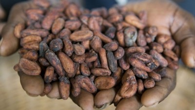 巧克力製造商和可可加工商已經同意向西非國家支付每噸400美元的“生活收入差價”。圖片:嘉吉