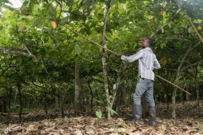 可可和森林倡議(CFI)將影響加納新的可持續可可項目。圖片:CFI