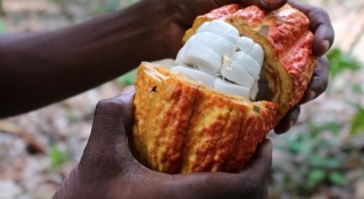 直到最近，圍繞可可豆的紙漿不能在可可生長的國家中加工。照片：koa.
