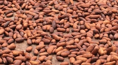 根據民航局的最新數據，可可豆的研磨量在第三季度上升了4.1%。圖片:ConfectioneryNews