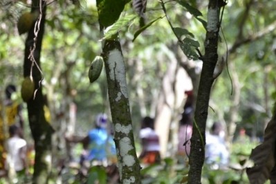 非洲經委會建議，任何歐盟森林砍伐法規都必須適用於所有供應鏈。圖片:CN