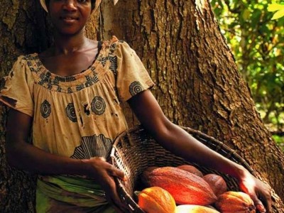 女性可可農民被雀巢的新計劃設定為受益。照片：雀巢