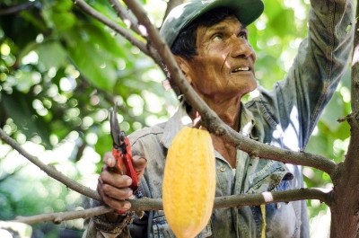 鎘對中美洲和南美洲的可可農來說是一個問題。圖片:可可共和國