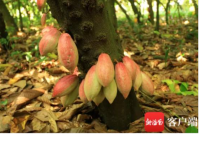 中國的第一篇可可豆莢。照片：中國熱帶農業科學院