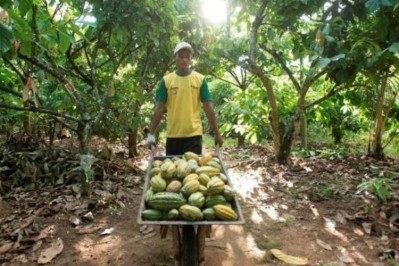 億滋的可可生活項目也使在印度尼西亞工作的農民受益。圖片:Mondelēz