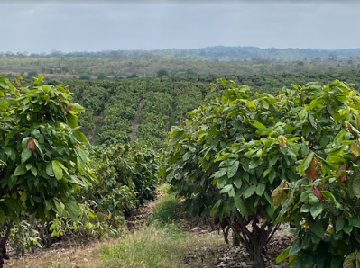 百樂嘉利寶的未來可可農場位於厄瓜多爾的Cerecita山穀。圖片:Barry Callebaut