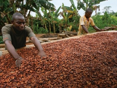 百樂嘉利寶的首選認證項目Cocoa Horizons的溢價與前一年相比增加了63%。圖片:可可地平線