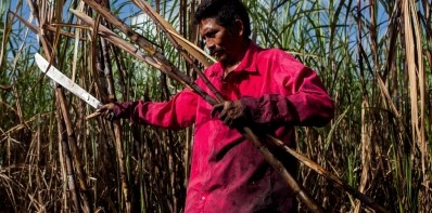 甘蔗占伯利茲出口的40%。圖片:公平貿易基金會