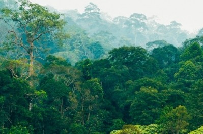 可可聯盟敦促所有利益相關者製定一項長期協議，以結束西非的森林砍伐。圖片:雨林聯盟