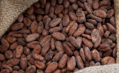 費列羅公司表示，他們已經設法將95%以上的可可豆追溯到這些農場。圖片:費列羅