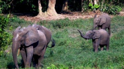 諾娃貝爾·多基國家公園是一個據點瀕危森林大象和其他野生動物。圖片:奧蘭國際