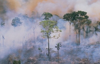 歐洲新的森林砍伐法規會違反WTO規則嗎?/圖片:GettyImages-Stockbyte