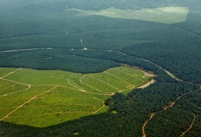 為了一勞永逸地消滅森林砍伐，各國政府正在采取行動。但這些法規是否會帶來意想不到的後果?一些/ Vaara
