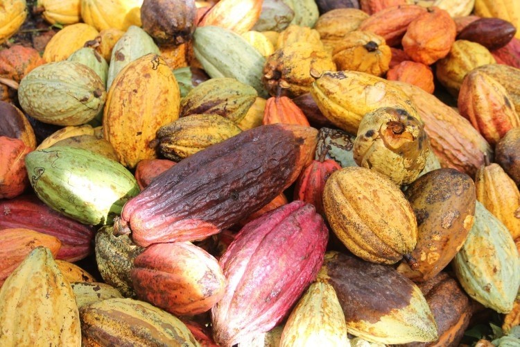 Andean Cacao項目是Mars Wrigley世代相傳的可可的一部分。圖片：火星箭牌