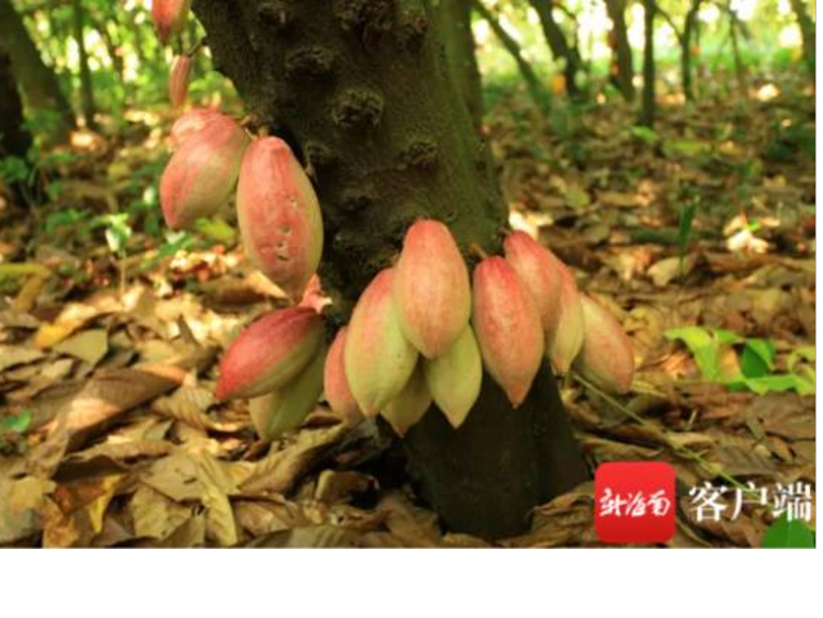 中國的第一批可可豆莢。圖:中國熱帶農業科學院