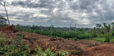 加納和科特迪瓦承諾在更少的土地上種植更多的可可。圖片來源:強大的地球