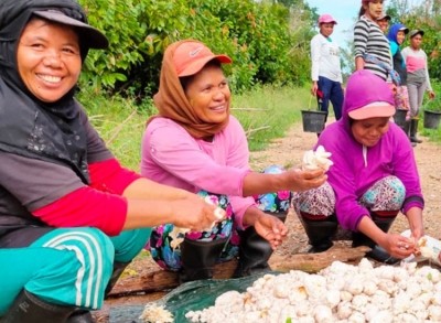 亞洲的可可農民一直在與氣溫上升、產量低和作物病害作鬥爭。圖片:OFI＂></span><span class=