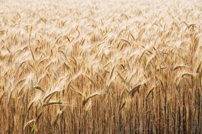 BDSI報告稱，小麥價格上漲了50%。圖片:一些＂></span><span class=