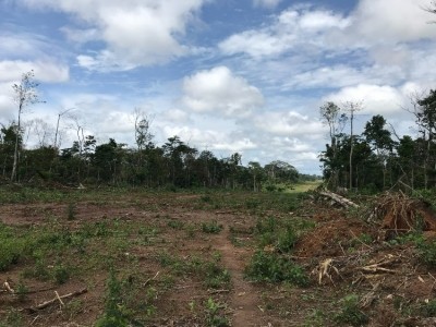 最近，森林被摧毀，在科特·伊瓦爾（Cote d'Ivoire）的布萊爾奎（Blolequin）附近種植可可。照片：強大的地球