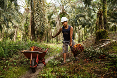費列羅重申其承諾隻采購100%通過RSPO認證的棕櫚油。圖片:棕櫚油