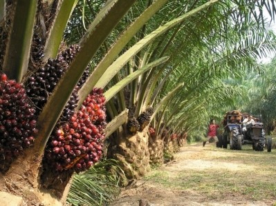 雀巢表示，其願景是可持續發展的棕櫚油行業。圖片:foodnavigator.com