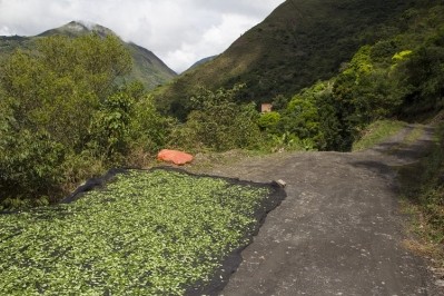 在哥倫比亞，古柯作物和油棕正在爭奪土地。一些/ Sayarikuna