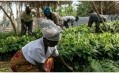 好時的可可好策略旨在改善農民生計cocoa-growing社區。圖片:好時公司