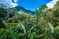 馬達加斯加的鬱鬱蔥蔥的原始森林帶來獨特的味道,島上的可可。圖片:蓋蒂圖片社