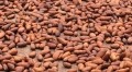 上個月西非可可豆產量下降。圖片:CN