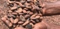 科特迪瓦可可豆的農民將會保證肉豬出欄價格的bean與新的電子賀卡。圖片:強大的地球