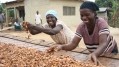 Kuapa Kokoo合作社的可可農民得到了Divine Chocolate的支持。圖片:神聖巧克力