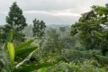 西非可可種植區的森林砍伐仍然是一個問題，盡管有防止這種做法的計劃。圖片:WCF
